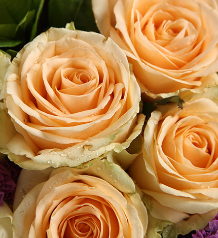 Champagne Champagne Roses — alternate view