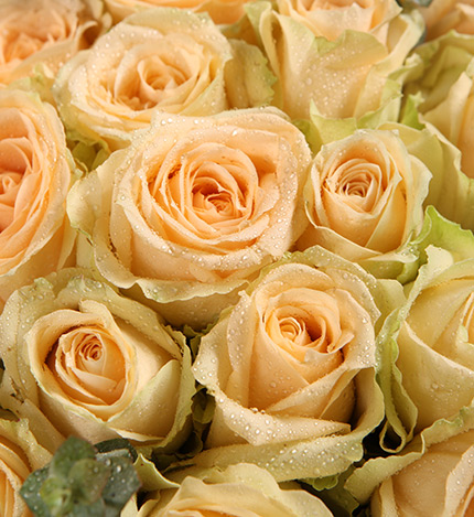 Champagne Champagne Roses — alternate view