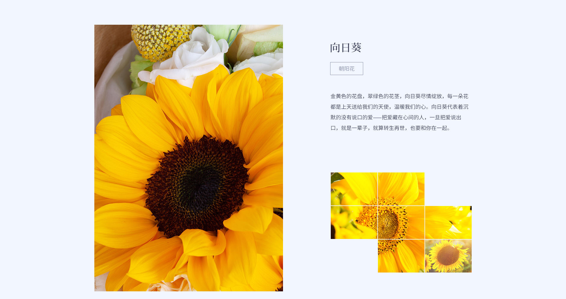 Sunflower — alternate view