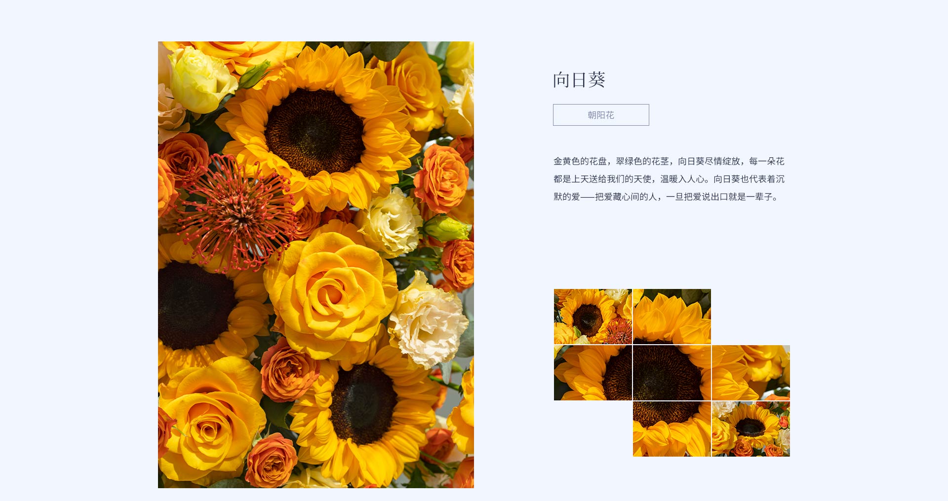 Champagne Champagne Sunflowers — alternate view