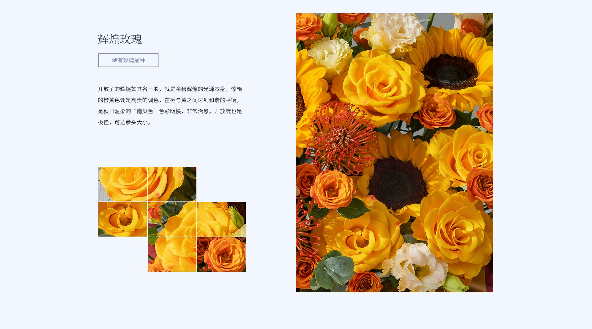 Champagne Champagne Sunflowers — alternate view