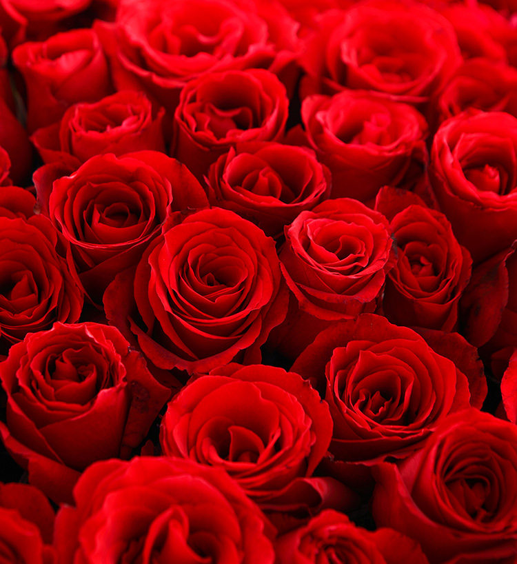Corolla Red Roses — alternate view
