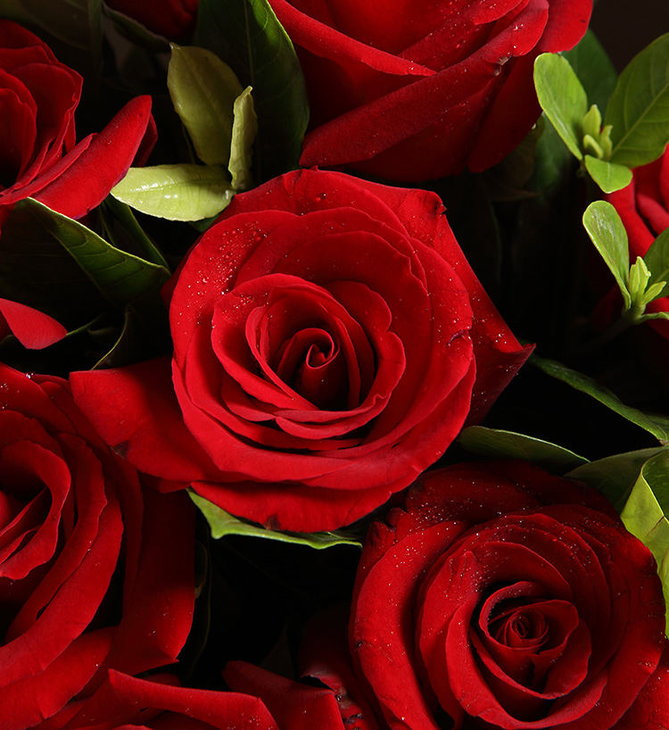 Corolla Red Roses — alternate view
