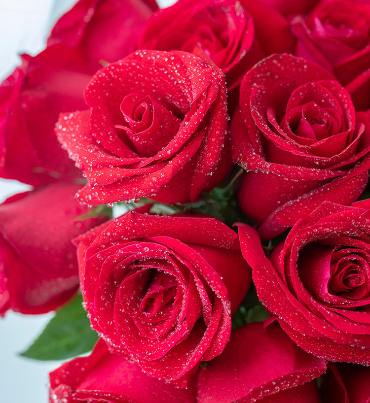 Corolla Red Roses — alternate view