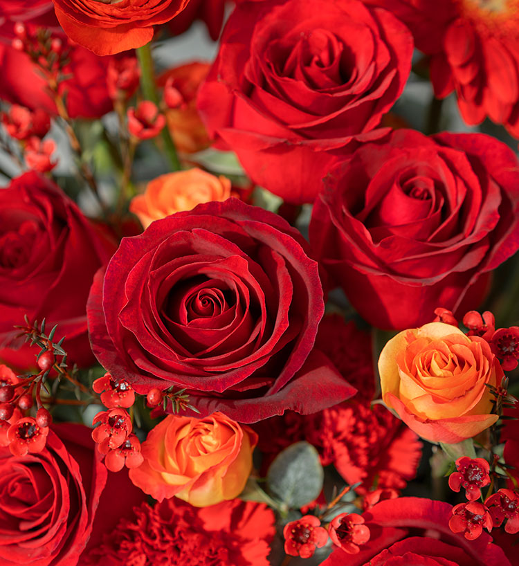 Corolla Red Roses — alternate view
