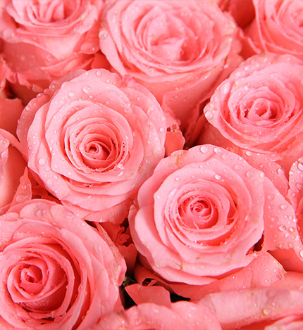 Diana Pink Roses — alternate view