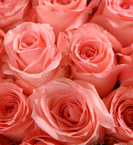 Diana Pink Roses — alternate view