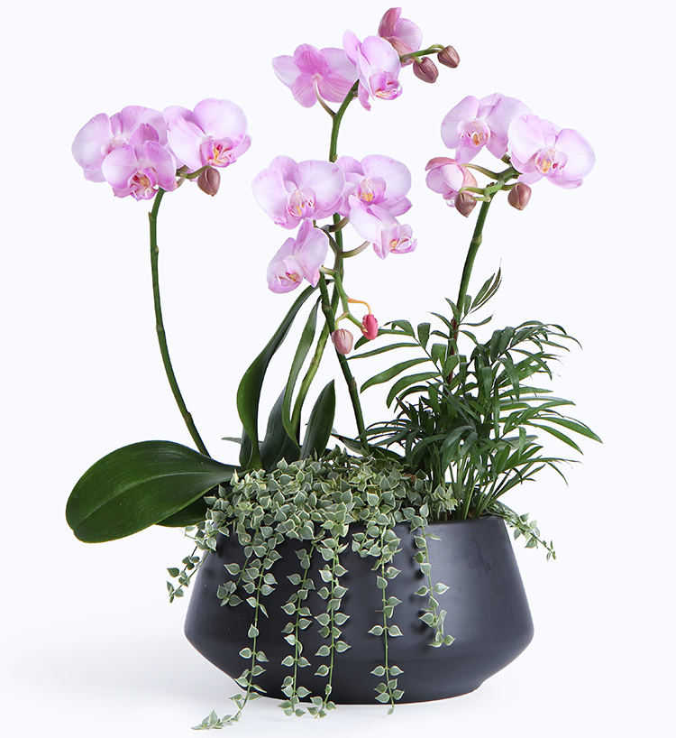 Plants flowers: Four Purple Phalaenopsis Orchids