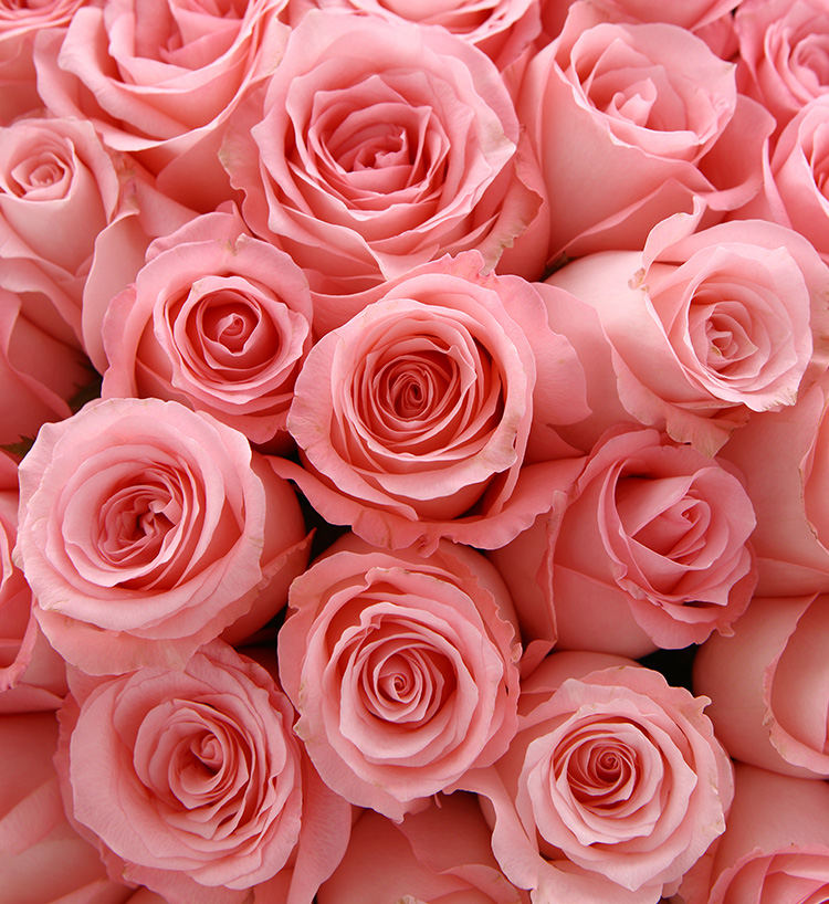 108 Roses Bouquet — alternate view