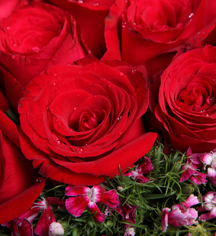 Thirty-three Corolla Red Roses Bouquet — alternate view
