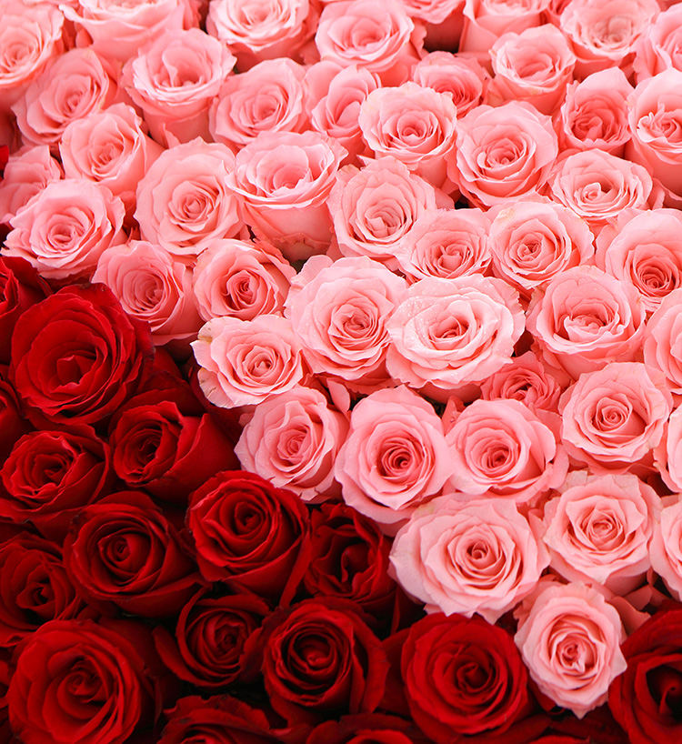 520 Corolla Red Roses Bouquet — alternate view