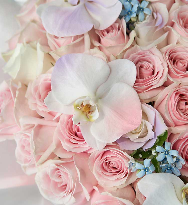Fifty-two White Roses & Blue Star Flowers & White Pride Roses Bouquet — alternate view