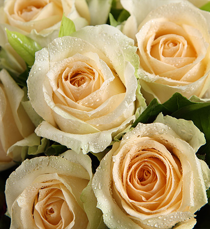 Twelve Roses Bouquet — alternate view