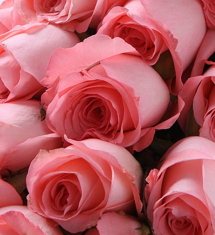 Nineteen Roses Bouquet — alternate view