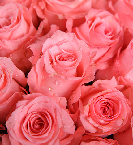 Thirty-three Roses Bouquet — alternate view