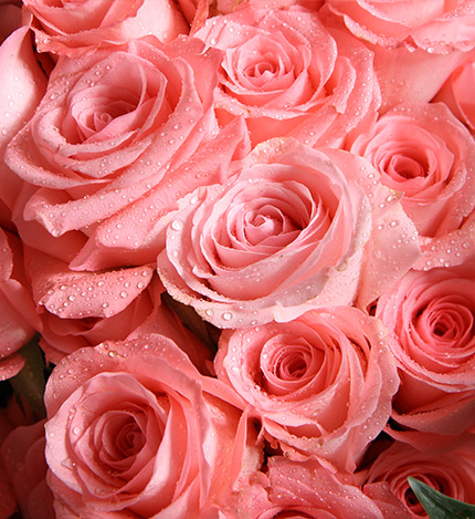 Thirty-three Roses Bouquet — alternate view
