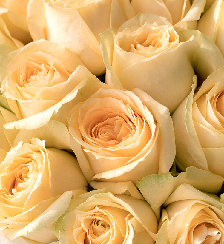 Nineteen Roses Bouquet — alternate view