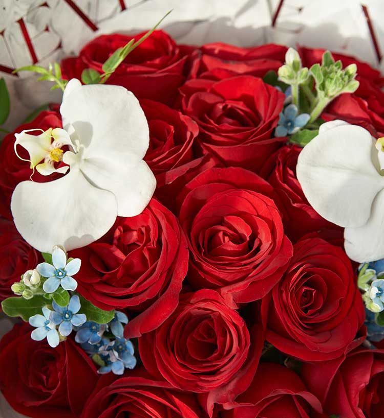 Red Roses — alternate view