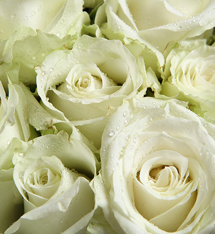 White Roses — alternate view